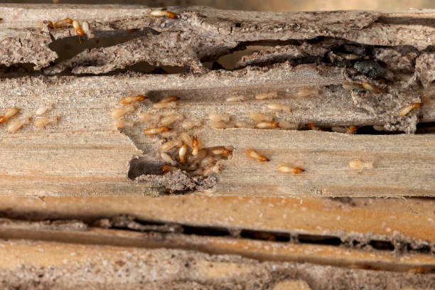 Best Commercial Pest Control Services  in Grambling, LA